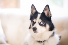 Desert Aloha Photography - Pets - 1