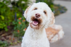 Desert Aloha Photography - Pets - 2