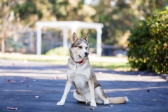 Desert Aloha Photography - Pets - 3