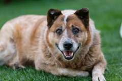 Desert Aloha Photography - Pets - 14