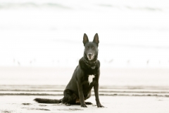 Desert Aloha Photography - Pets - 5