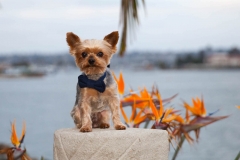 Desert Aloha Photography - Pets - 6